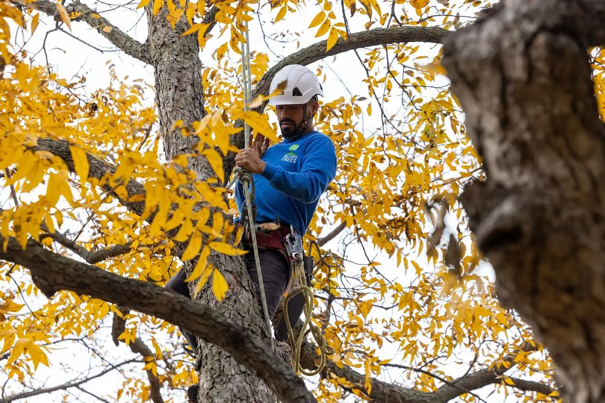 Skilled Storm Damage Cleanup crew working in Port Chester