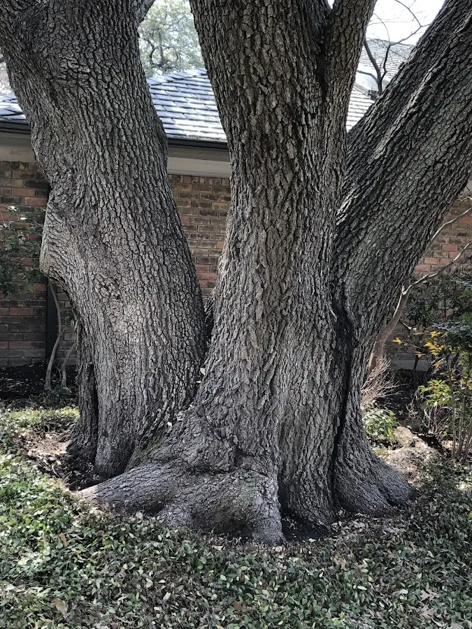 Mature heritage tree close to a Port Chester property cared for by certified arborists
